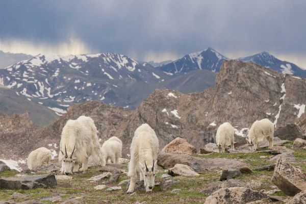 Colorado, Mt Evans Mountain goat herd grazing